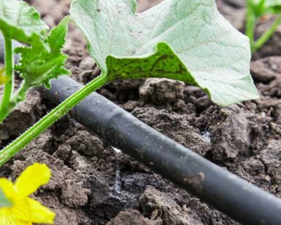 Efficient Watering: Exploring the Benefits of Drip Irrigation Systems