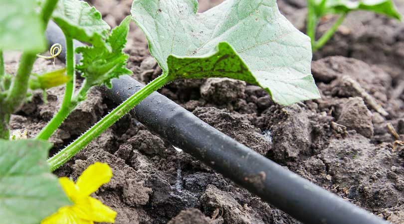 Efficient Watering: Exploring the Benefits of Drip Irrigation Systems