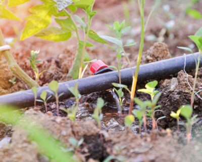 Sustainable Farming Solutions: Drip Irrigation Takes Root in Algeria