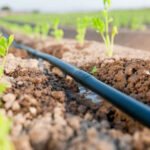 Don’t Waste a Single Drop: IDOL Precision Irrigation for Mexican Lands