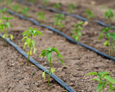Revolutionizing Agriculture: Idol’s Innovative Drip Irrigation Solutions