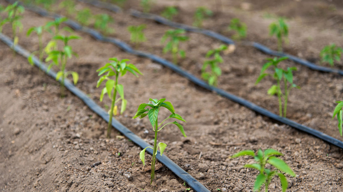 Revolutionizing Agriculture: Idol’s Innovative Drip Irrigation Solutions
